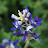 Nenezica 2Friends Avatar