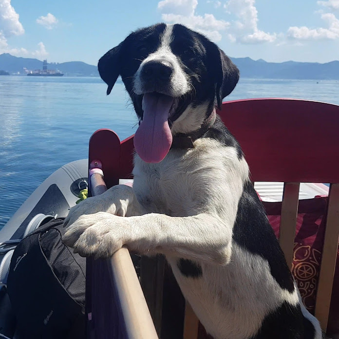 무인도그 Net Worth & Earnings (2026)