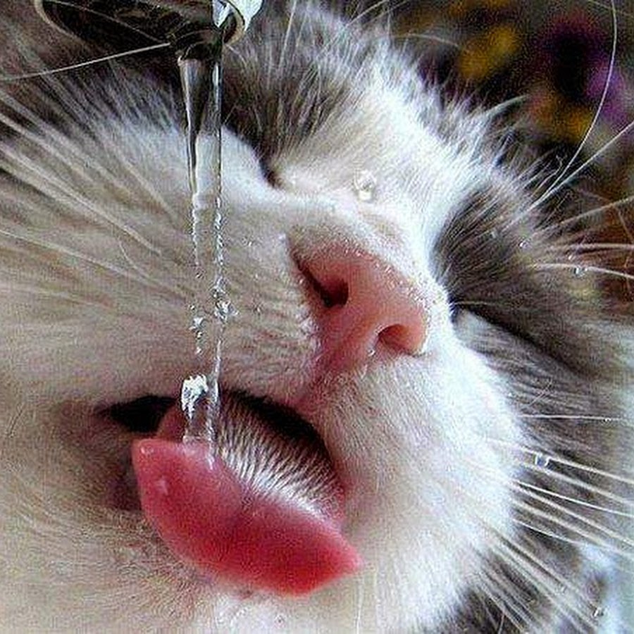 Язык кота под микроскопом