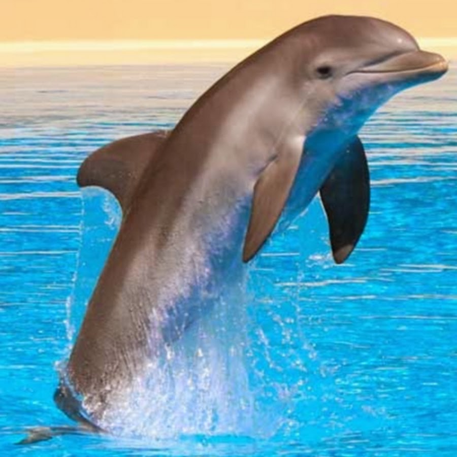 Английский про дельфинов. Дельфин Гектора дельфиновые. Дельфин в субтропиках. Дельфины для детей. Цветные дельфины.