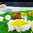 MICRO FOOD FACTORY Avatar