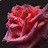 aussirose travels Avatar