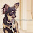 Noticias de perros Avatar