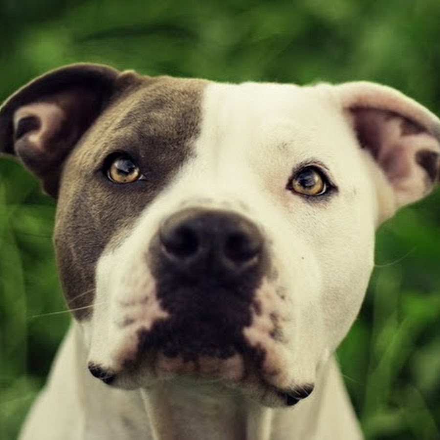 AMLnZu_jspljgM73Qusv3qrT6J7yAVU7UIEtE3xgKDej=s900-c-k-c0x00ffffff-no-rj