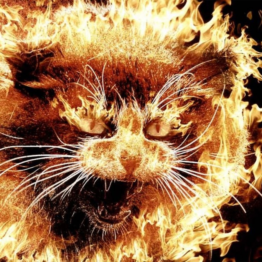 Огненный котик
