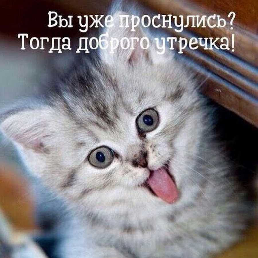 Доброе утро котенок