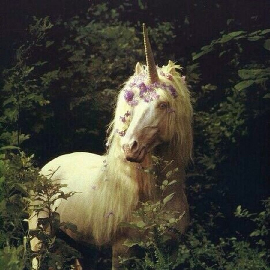 Где живут единороги в реальной жизни. Единорог настоящий. Единорог живой. Настоящие единороги. Где живут единороги в реальной жизни.