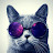 Funny Cat