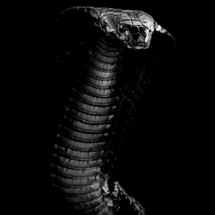 Black cobra