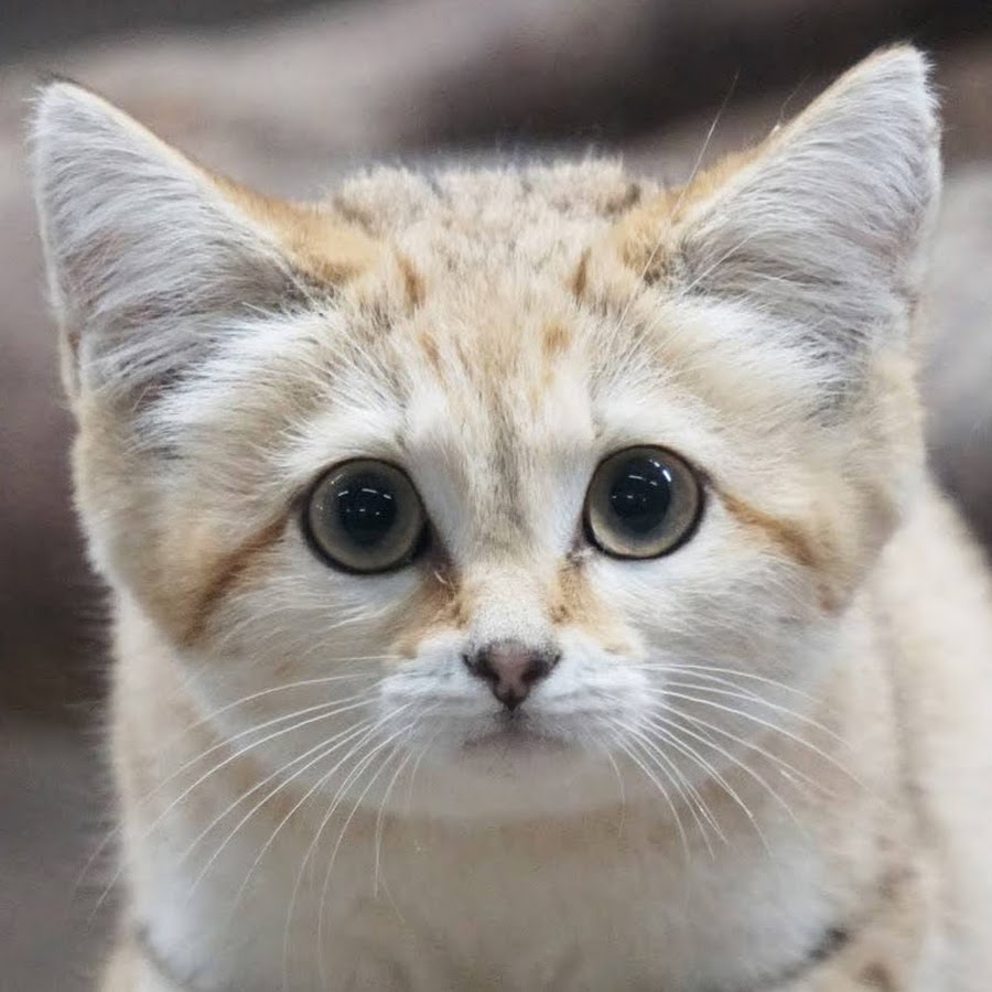 那須どうぶつ王国 Youtube