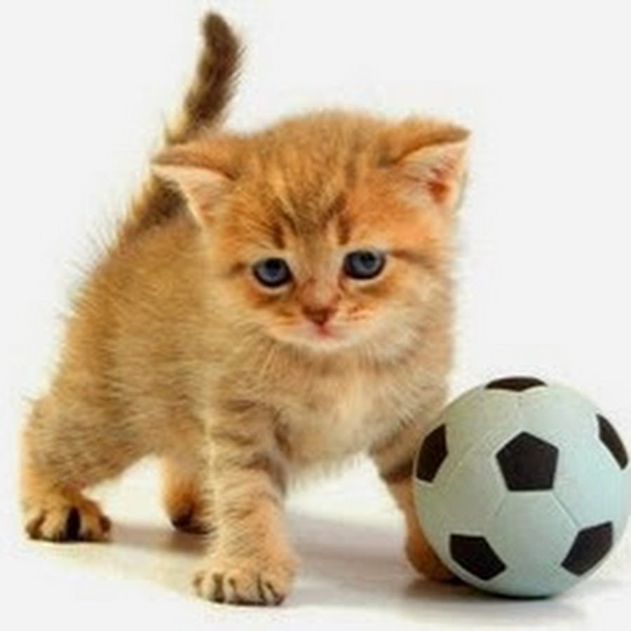 AMLnZu_oufalpNymBuXz6LqxdyHWRuyUGv4Bpw_dkz_0=s900-c-k-c0x00ffffff-no-rj