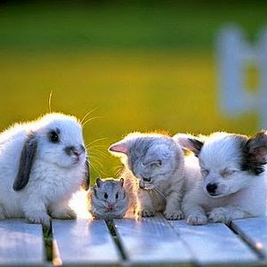 大集合 可愛い動物 自然 Youtube