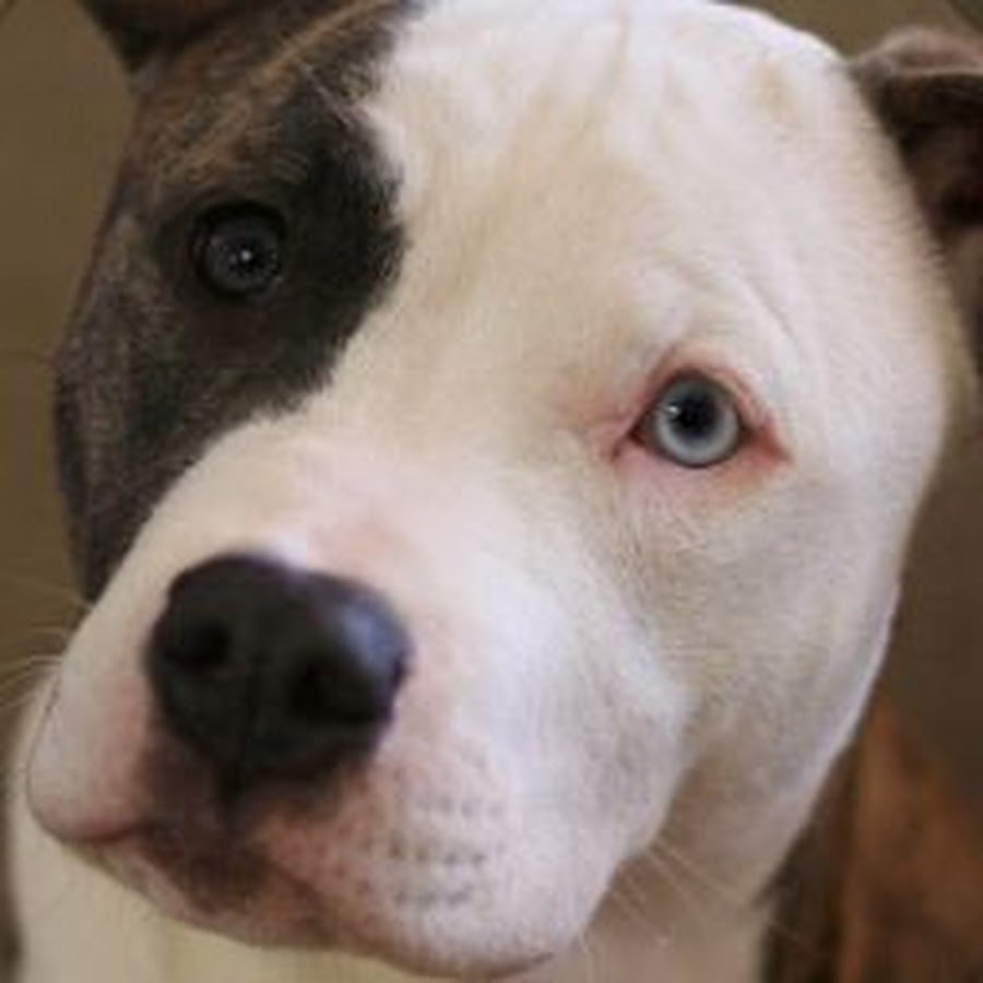 Стаффордширский терьер лиловый. Стаффордширский бультерьер серый. Аргентинский стаффордширский терьер. Стаффордширский терьер глаза. Американский стаффордширский терьер черный с белым.