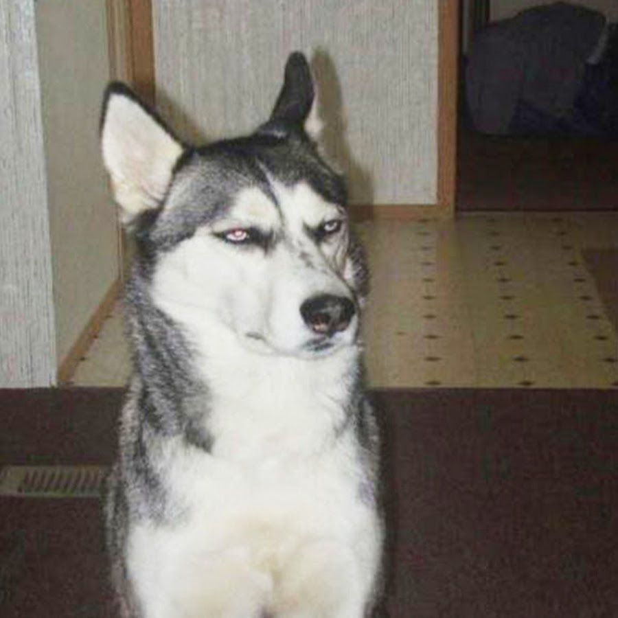 собака подозревака. подозрительный пес. осуждающая собака. осуждающий взгляд собаки. собака подозревака хаски.