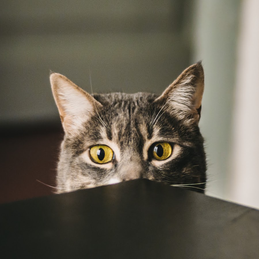 кот выглядывает из за стола