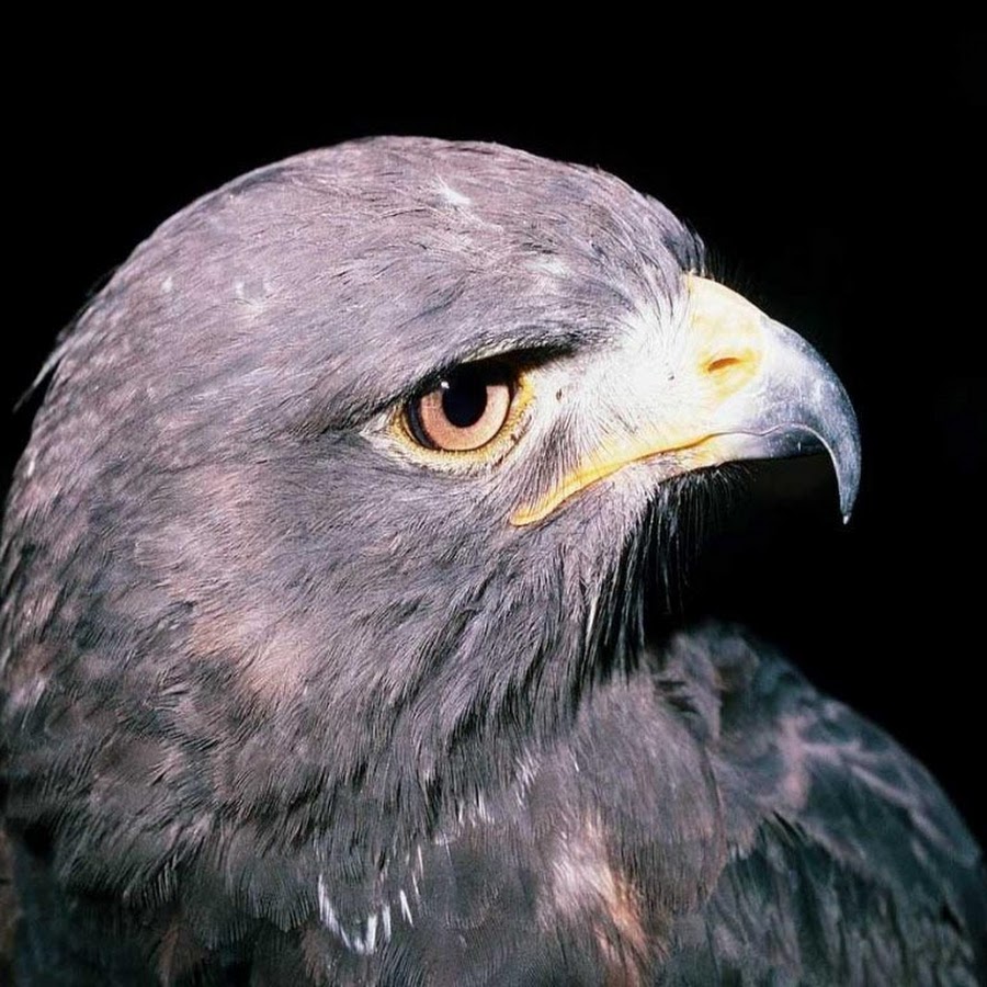 360 bird. Серый Орел. Арлы. Фотография серого орла. Орел с серой головой.