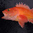 MrRockfish01