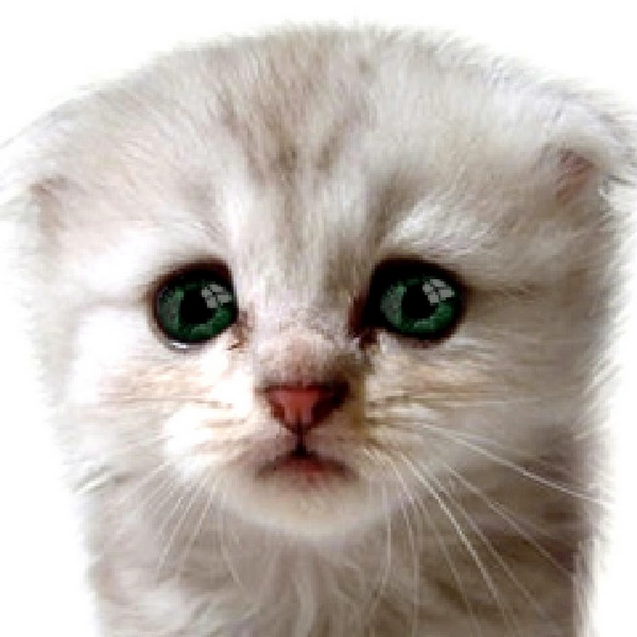 Плач котенка звук