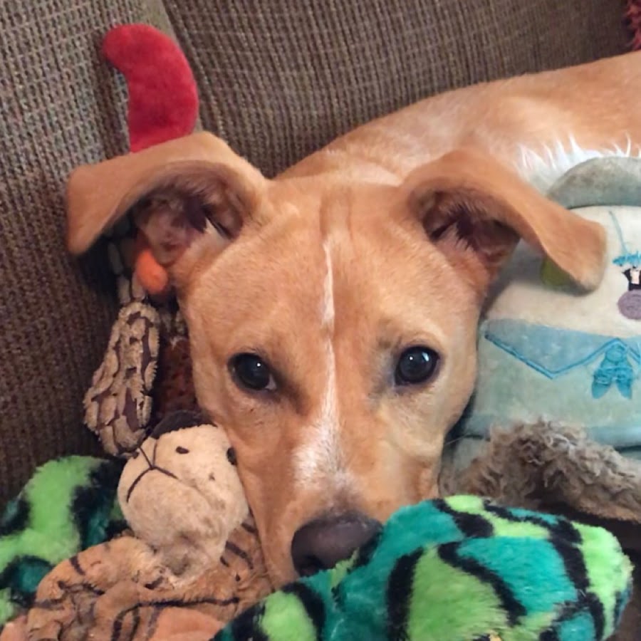 AMLnZu_tmI_yWiwf3ILWhk4jD6Y22y69FWowry6MSwXA=s900ckc0x00ffffffnorj