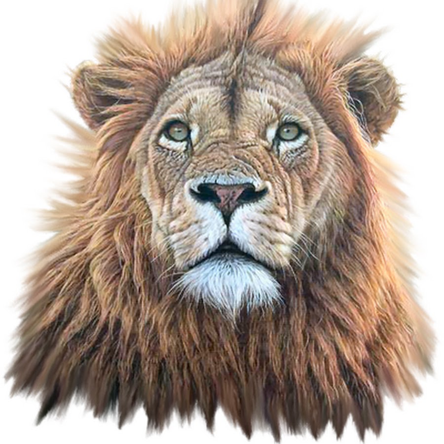 Лев без головы. Голова Льва. Морда Льва на белом фоне. Мордочка Льва. Морда Льва на прозрачном фоне.