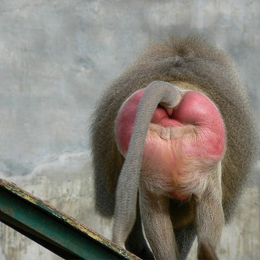 Жопа макаки картинка