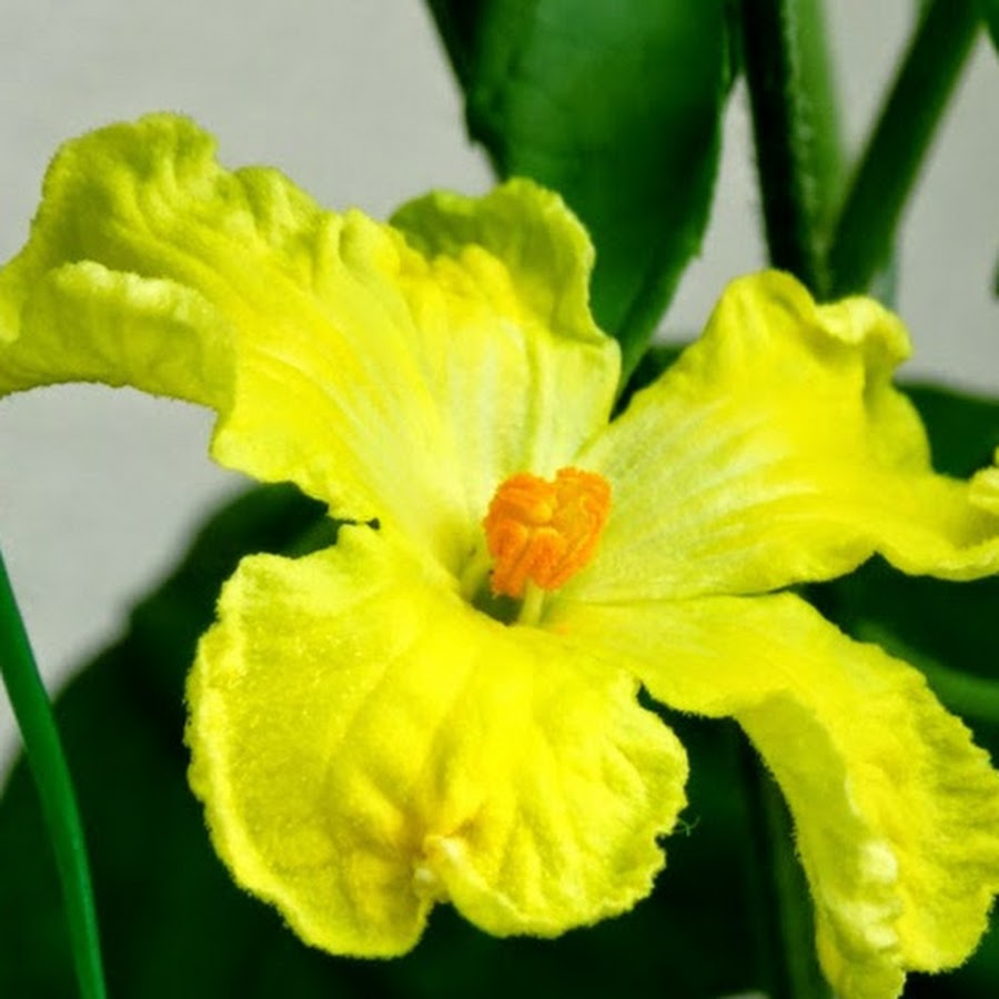 ゴーヤの花 Youtube