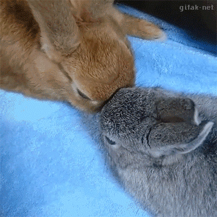 Зайка целует. Кролики обнимаются. Влюбленные кролики. Поцелуй зайчика. Зайки обнимаются.