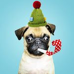 FUNNY ANIMALS Net Worth
