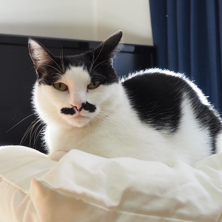 どらねこチャンネル Youtube