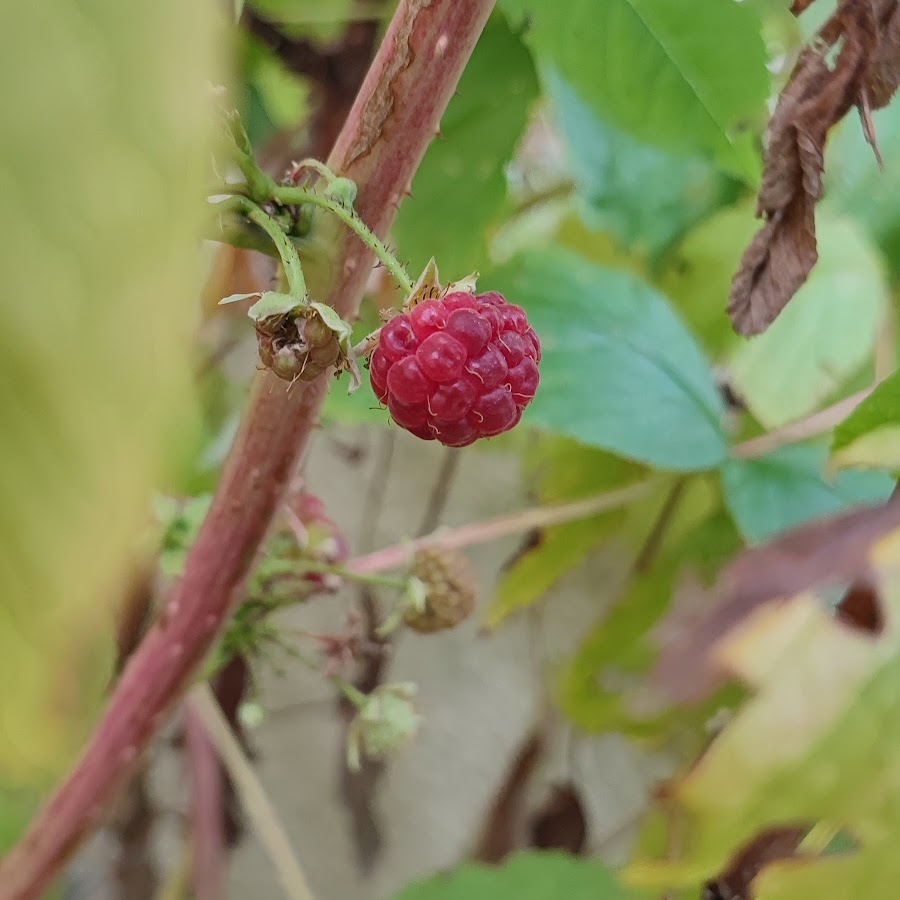 AMLnZu_vXbdD_sGjLGoXq8K7agycZT_2mDmKbB9EkGXnaw=s900ckc0x00ffffffnorj