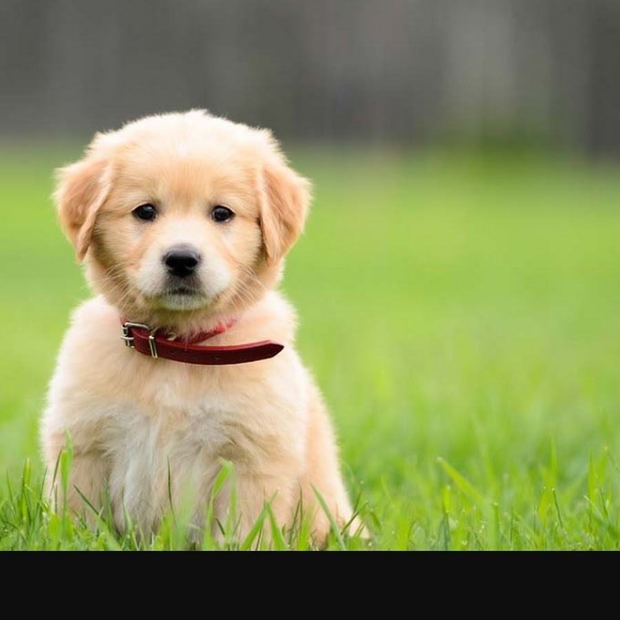 фотография про щенков