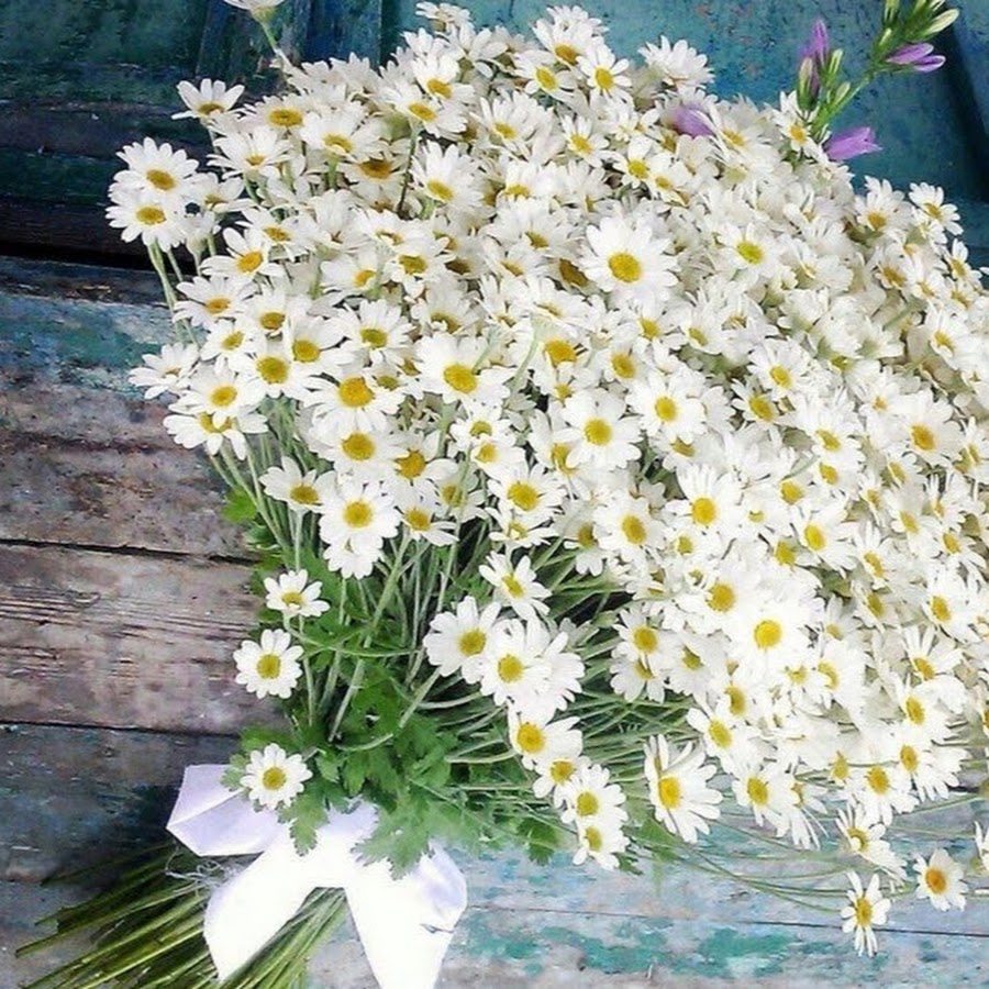 фото ромашки милые ромашки