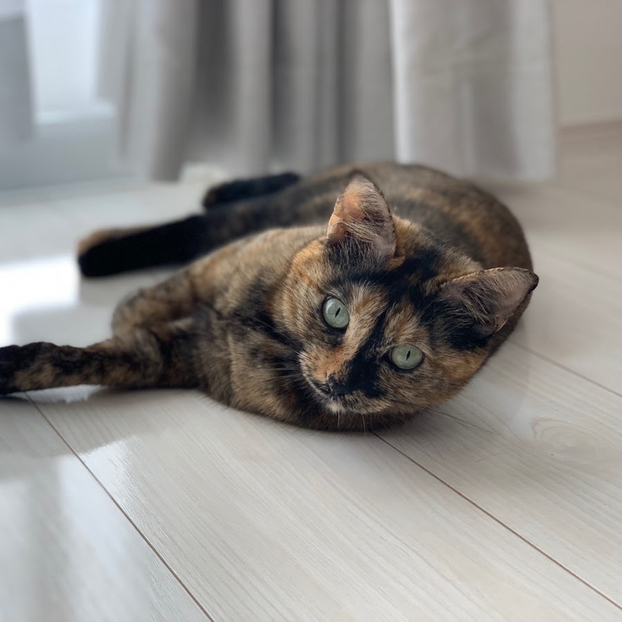 むふちゃんねる Youtube