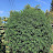 Rapture plants