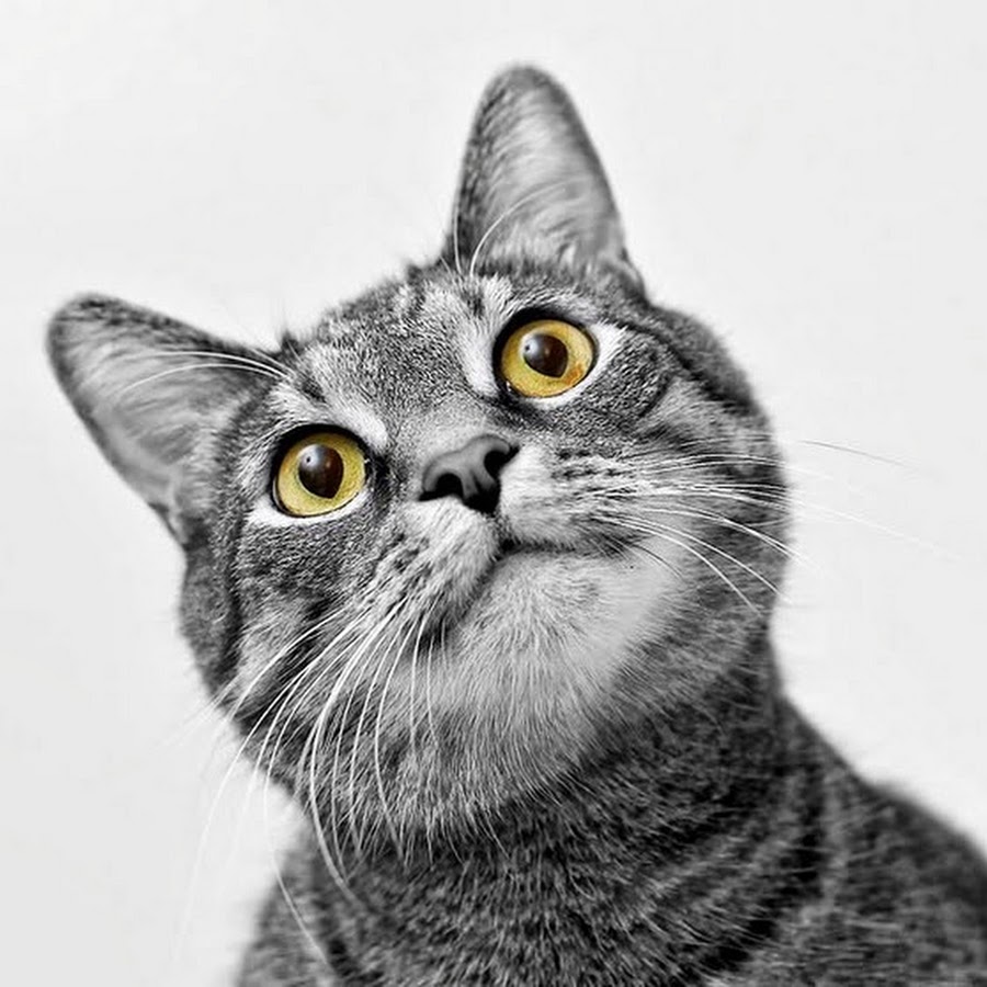 Удивленные морды котов
