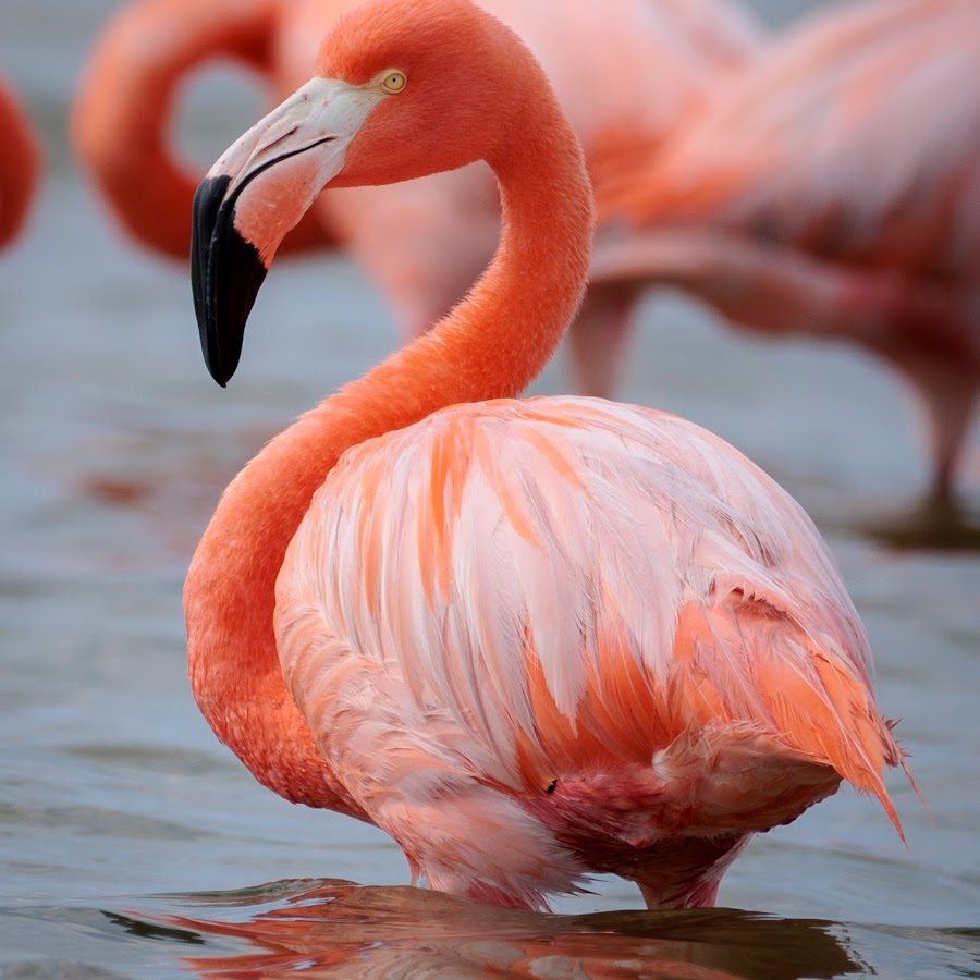 AMLnZu_yIEXzhhB1QcPgLdgdBWHPVrwFngBfZbDUiD6T=s900ckc0x00ffffffnorj