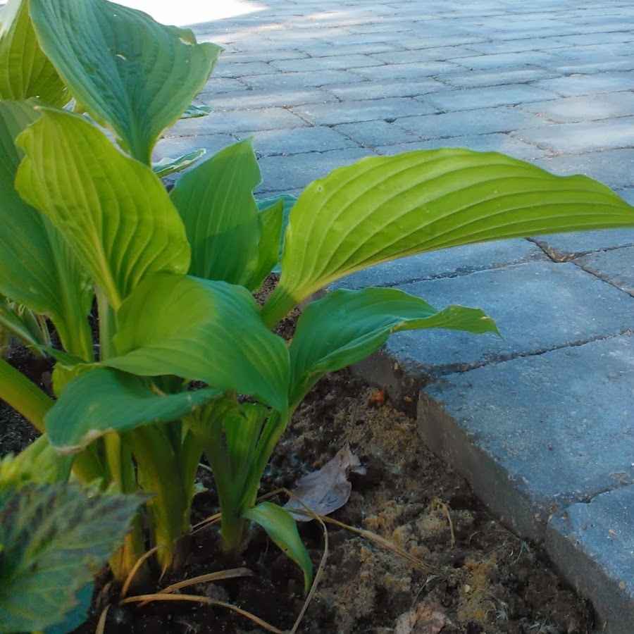 AMLnZu_yOs53_MS3973AU0wTve2nEwd2Sa37A697uuKL=s900ckc0x00ffffffnorj