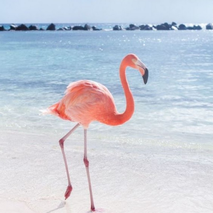 AMLnZu_zRFdO2uCDB23YERibYEaXmhAyInoEHAfvMoXyow=s900-c-k-c0x00ffffff-no-rj