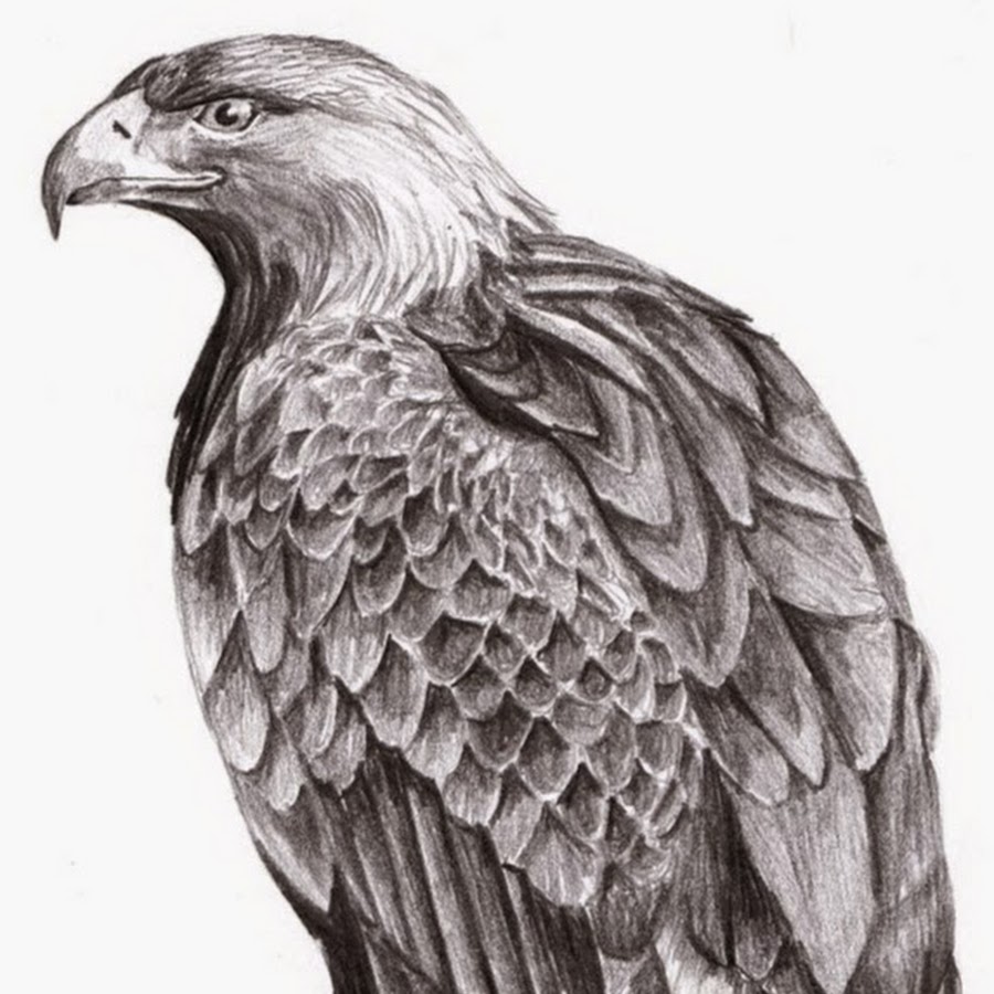 Беркут рисунок карандашом