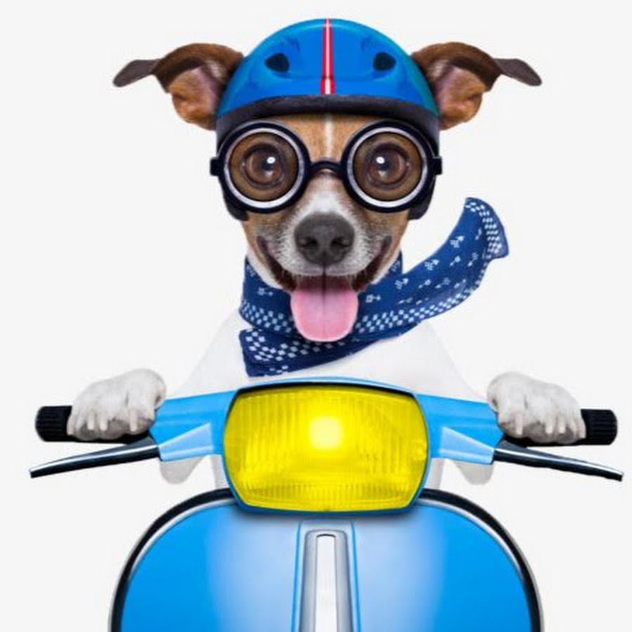 Dog в шлеме