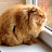 Kucing Obesitas
