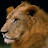 Lion Leão