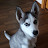 YUTA Siberian Husky