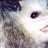 Opossum Boy