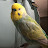 Ollie Rainbow Budgie