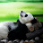Andy Panda