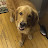 Golden Retriever Avatar