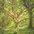 풍요의 나무 Tree of Rich