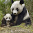 Pandas Precious Metals Stacking for Beginners