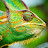 hameleon